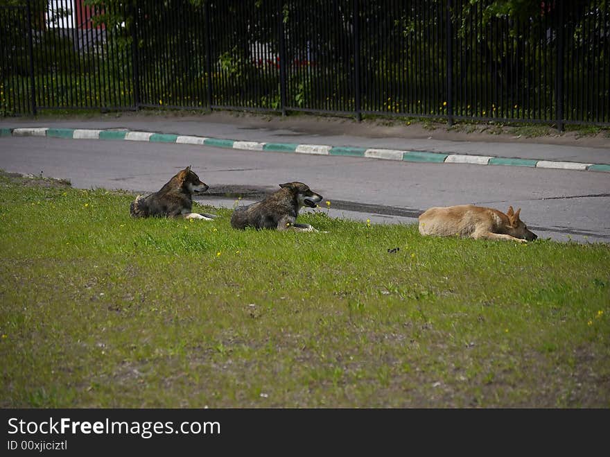 Dogs in the street