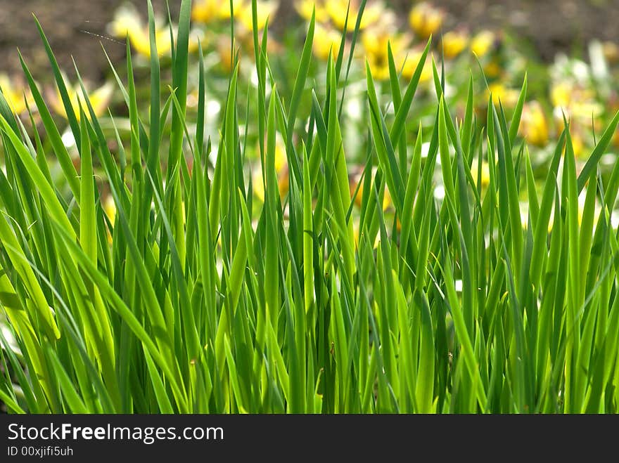 Nice green grass sunny spring day