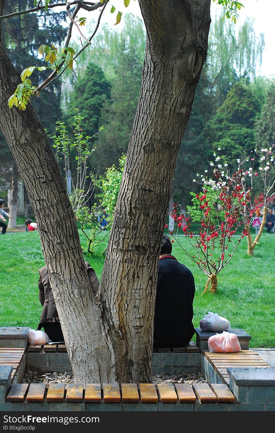 Two people sitting in park behind a tree,. The tree has two trunks but one root. Two people sitting in park behind a tree,. The tree has two trunks but one root.