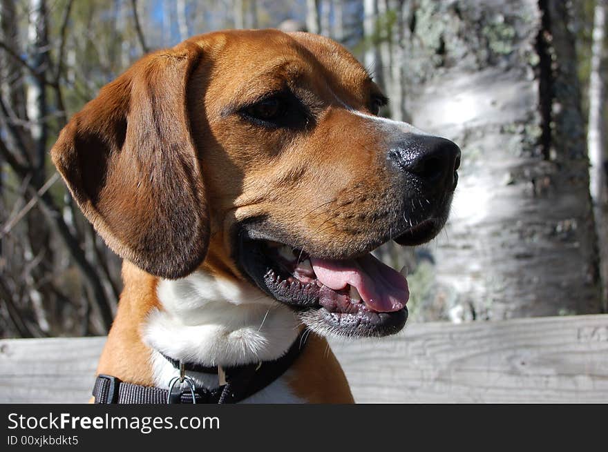 Boxer beagle dog resting on a hike