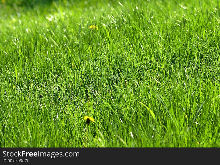 Nice green grass sunny spring day. Nice green grass sunny spring day