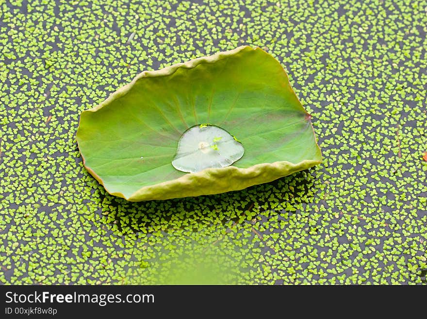 Lotus new curl leaf with many floating duckweed