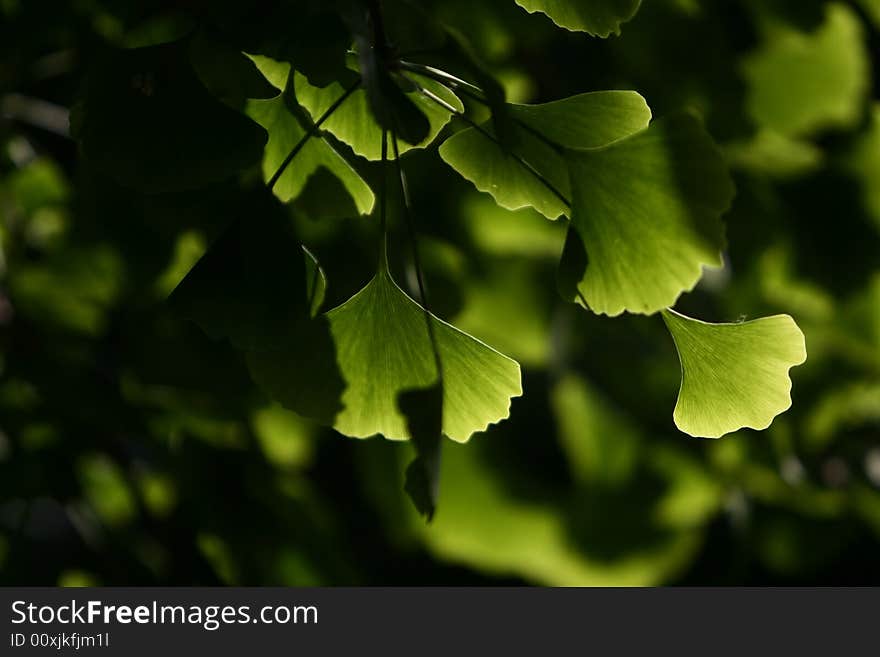 Close-up on ginkgo biloba tree leaves