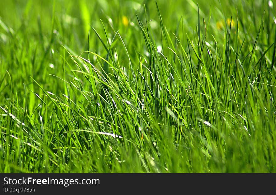 Nice green grass sunny spring day. Nice green grass sunny spring day