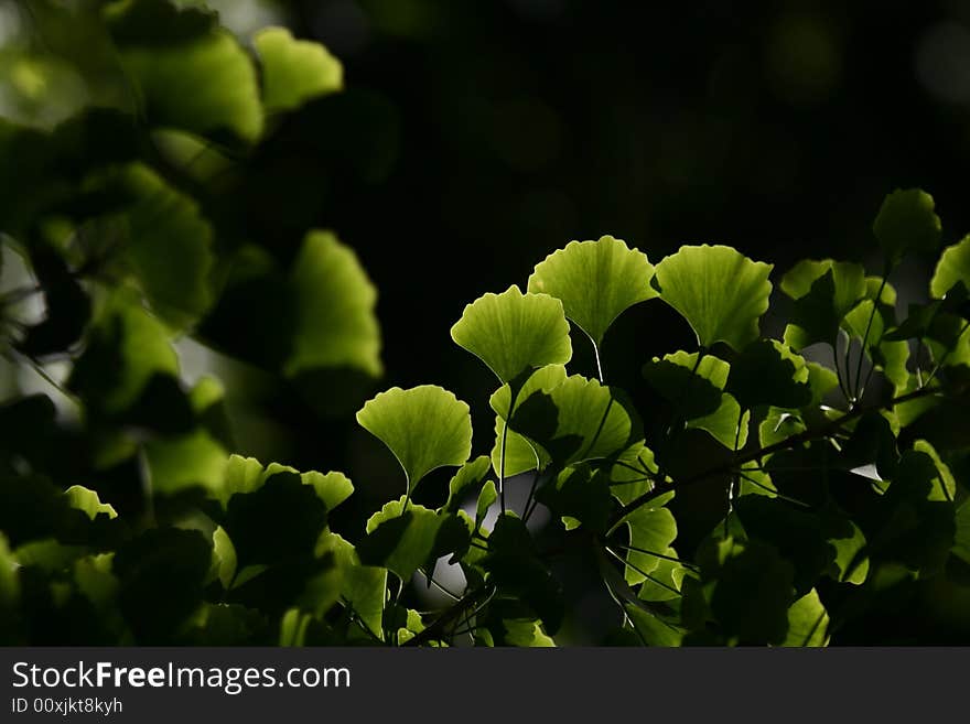 Close-up on ginkgo biloba tree leaves