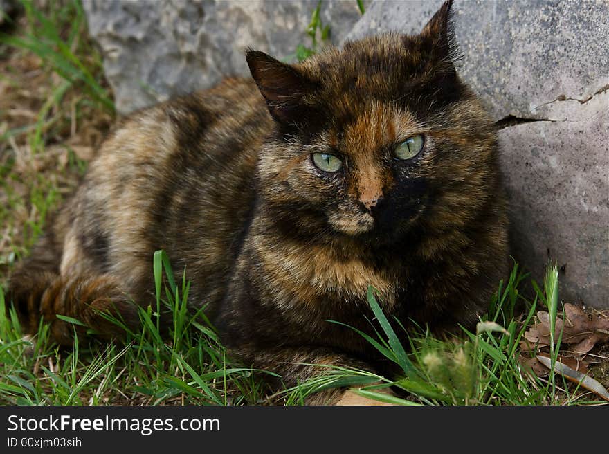 Relaxing Cat