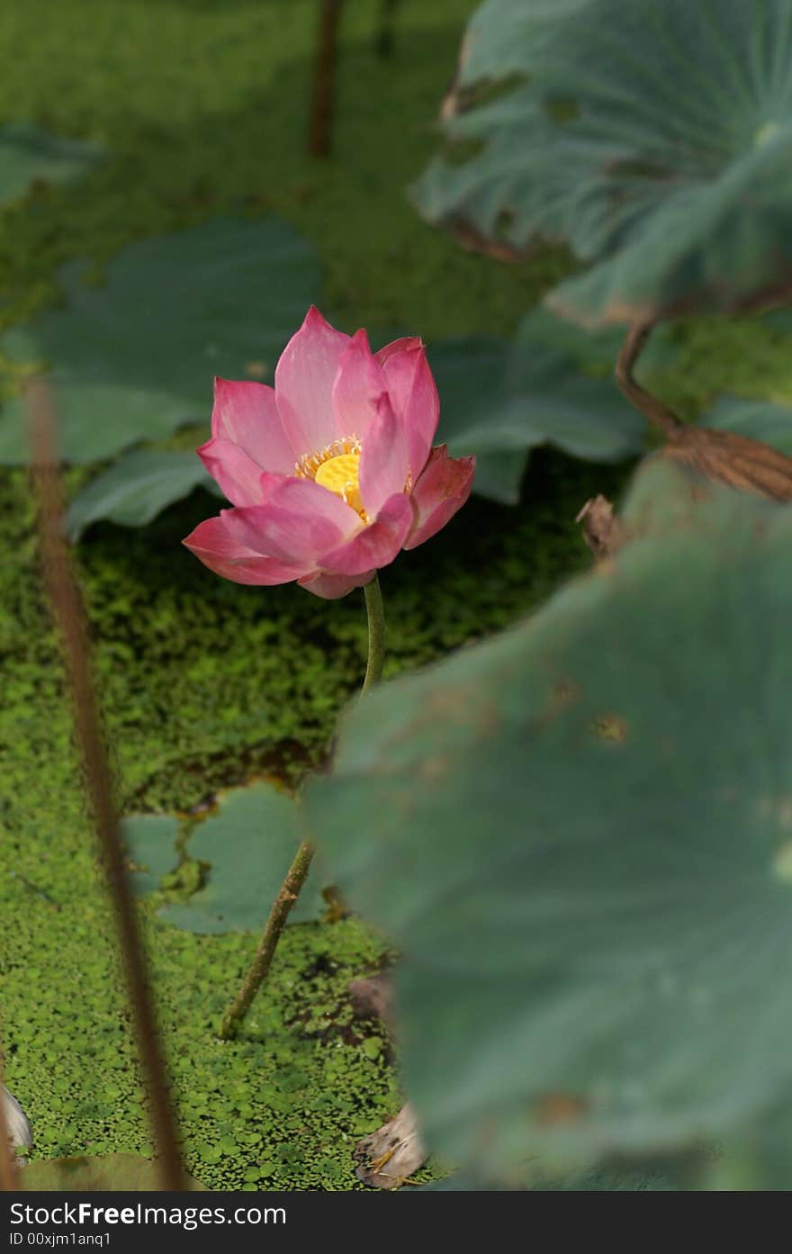 A pink color lotus growing from the water lever. taken by a telephoto lense. A pink color lotus growing from the water lever. taken by a telephoto lense.