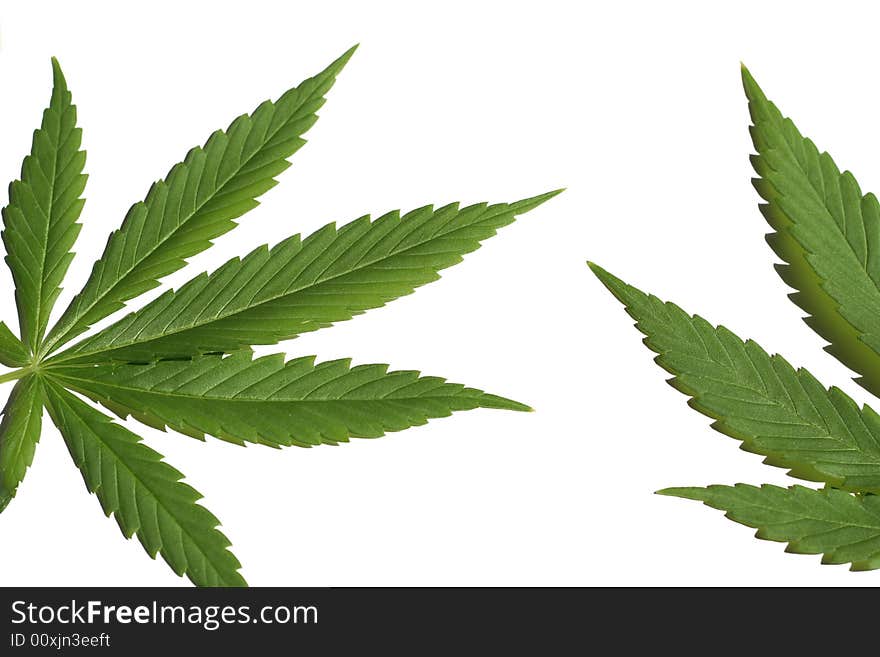 Marijuana (cannabis) on the white background. Marijuana (cannabis) on the white background