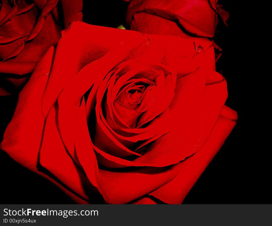 Red rose on a black background. Red rose on a black background