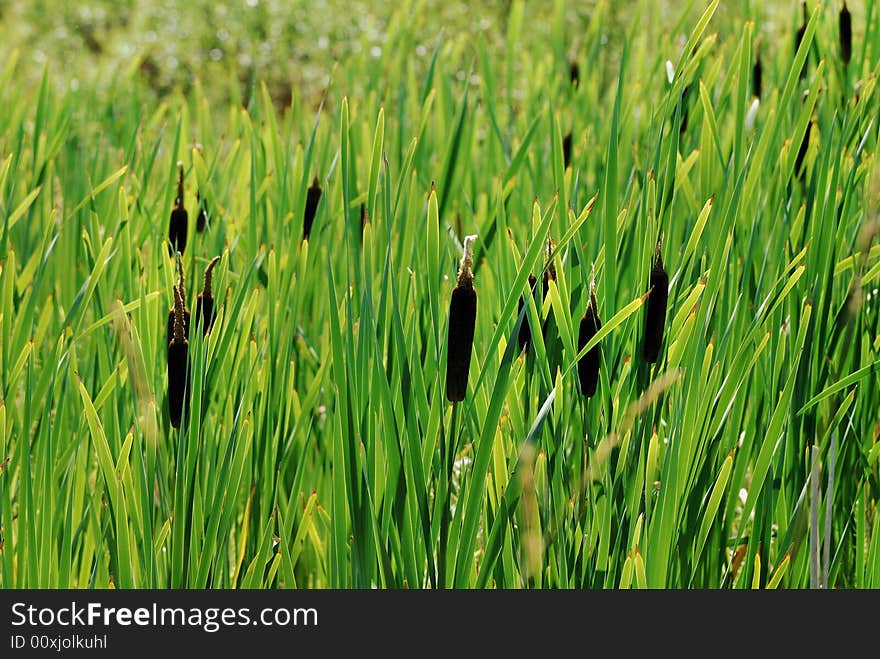 Green bulrush field in the summer