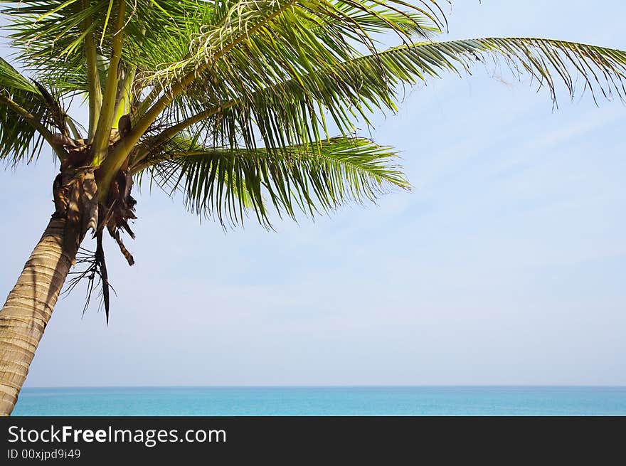 View of nice tropical empty sandy beach with some palm