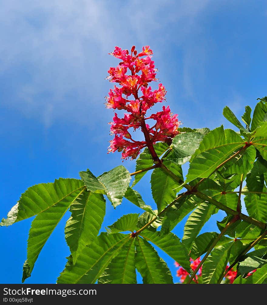 Fresh flower of chestnut. Chestnut tree on a background blue sky