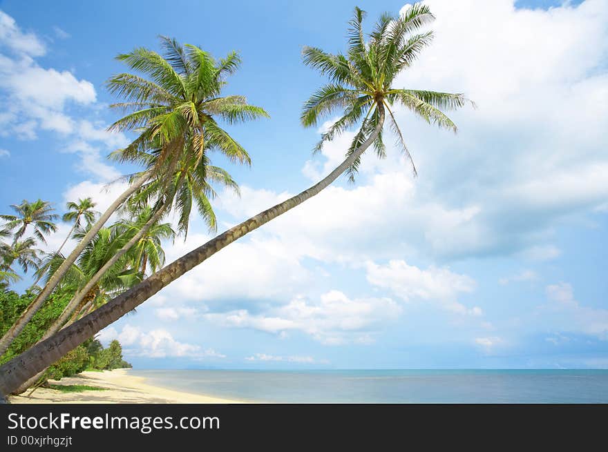 View of nice tropical empty sandy beach with some palm. View of nice tropical empty sandy beach with some palm