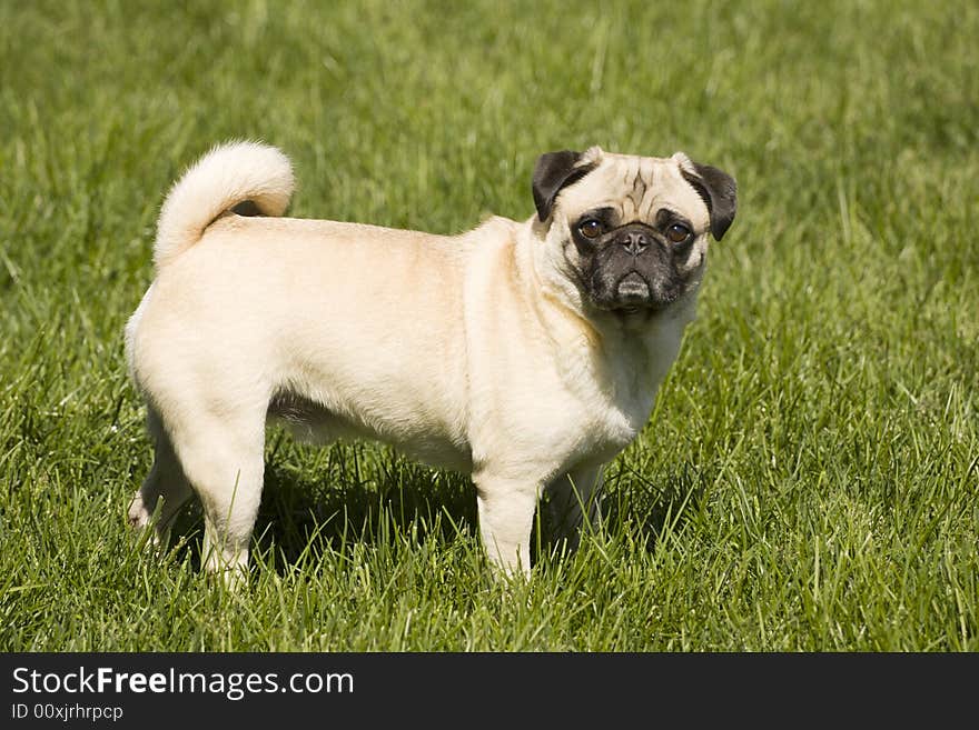 A fawn colored pug dog stands in the green grass. A fawn colored pug dog stands in the green grass