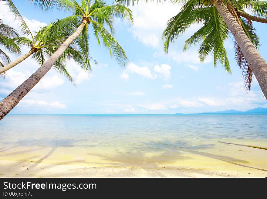 View of nice tropical empty sandy beach with some palm. View of nice tropical empty sandy beach with some palm