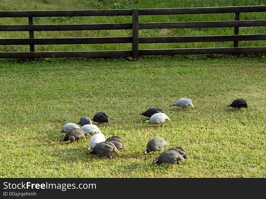 Guineas grazing