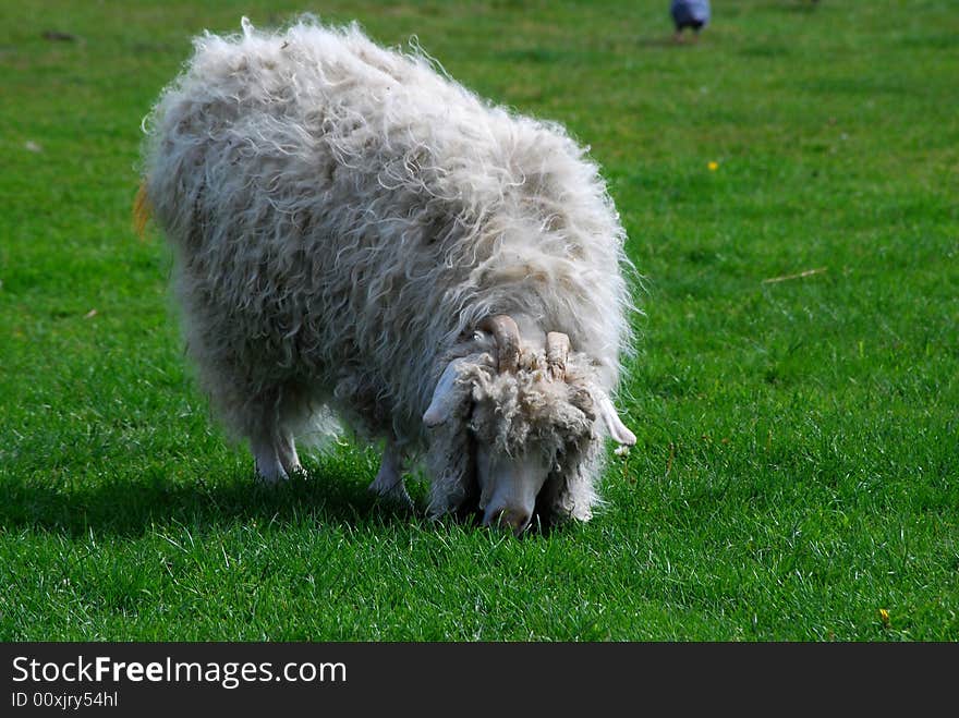 Shot of a sheep grazing in a field