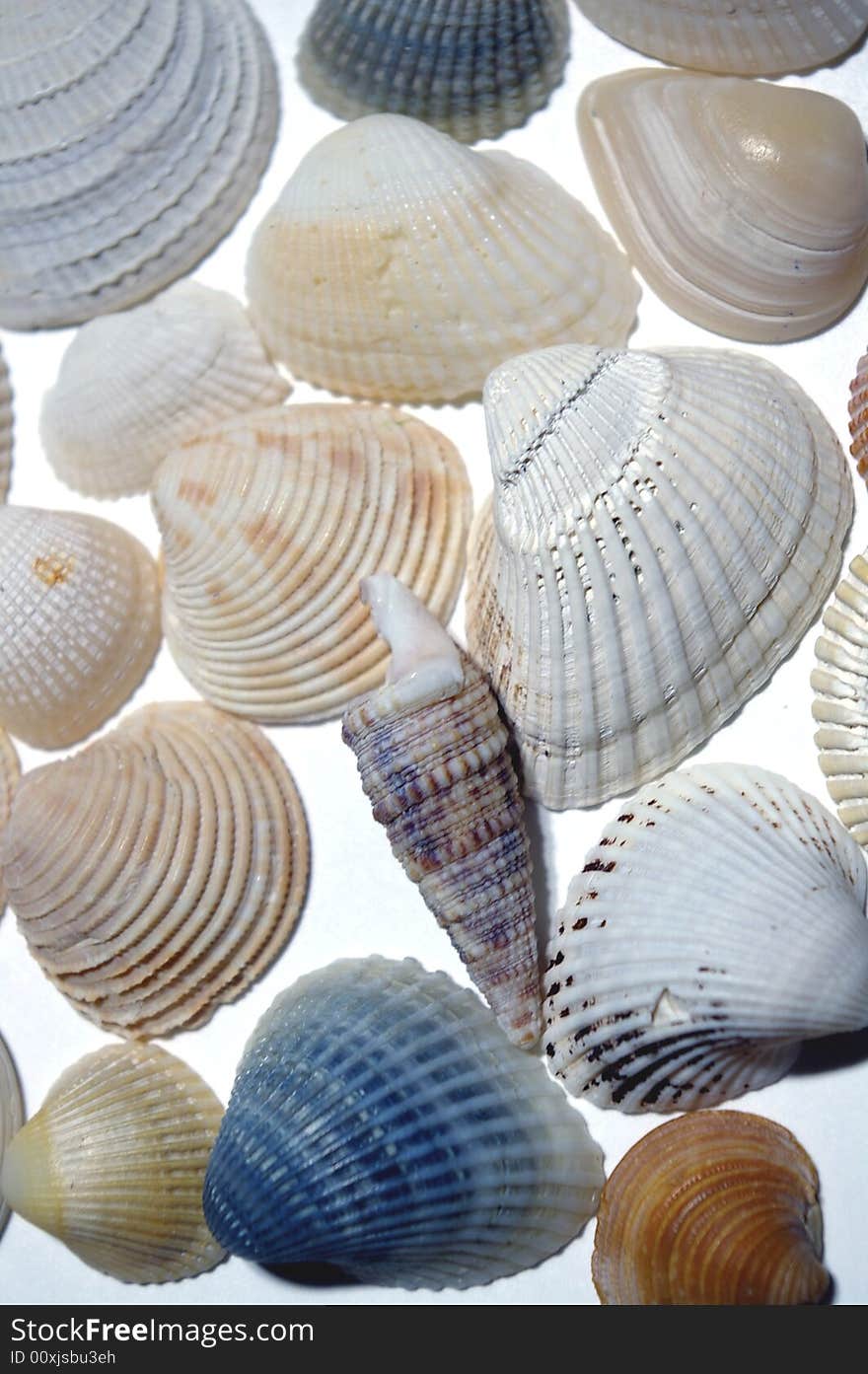 Seashells