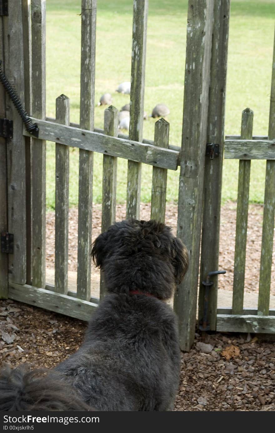 Black dog watching a flock of guineas. Black dog watching a flock of guineas