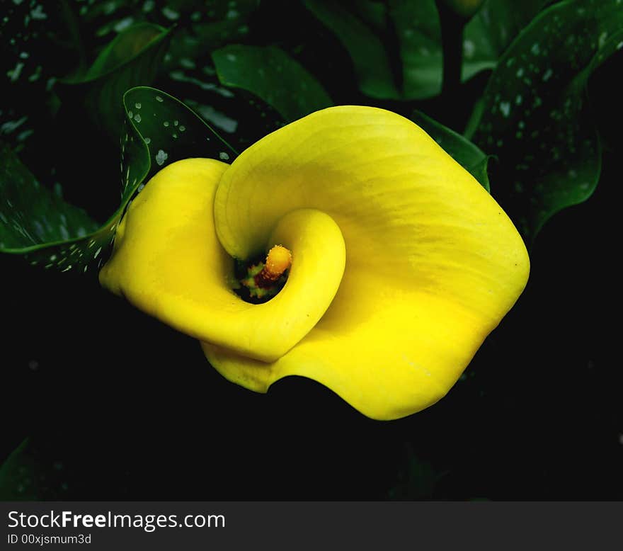 This magnificent yellow calla lily is the main attraction in any exotic garden. This magnificent yellow calla lily is the main attraction in any exotic garden.