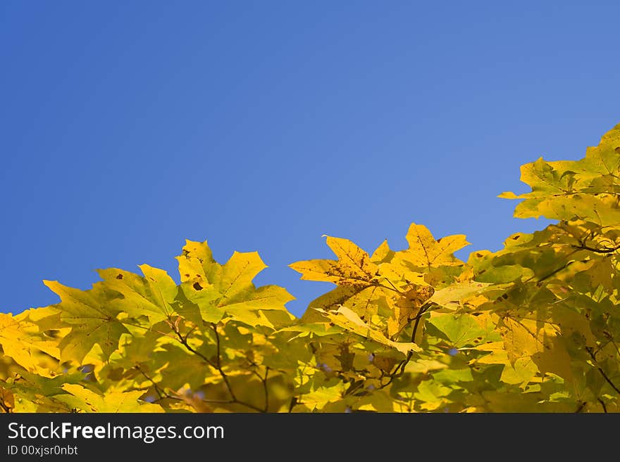 Yellow autumn foliage, view from below. Yellow autumn foliage, view from below