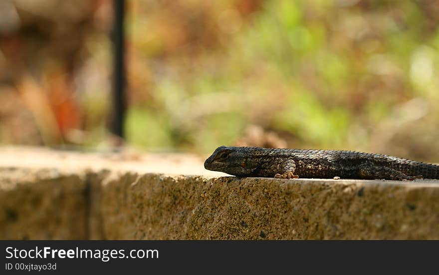 An up-close look at a bluebelly lizard on a wall.