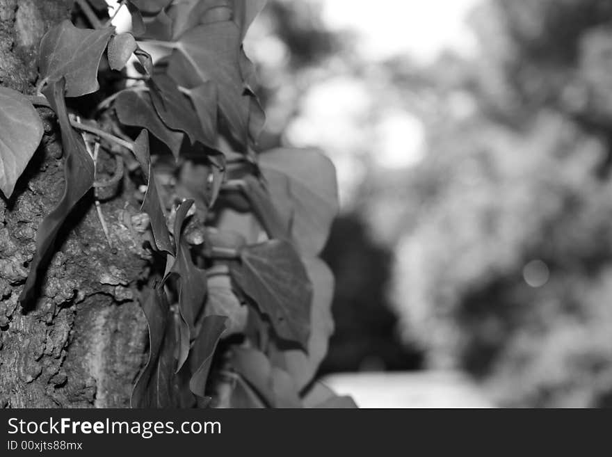 Beautiful spring scenery in black and white. Beautiful spring scenery in black and white