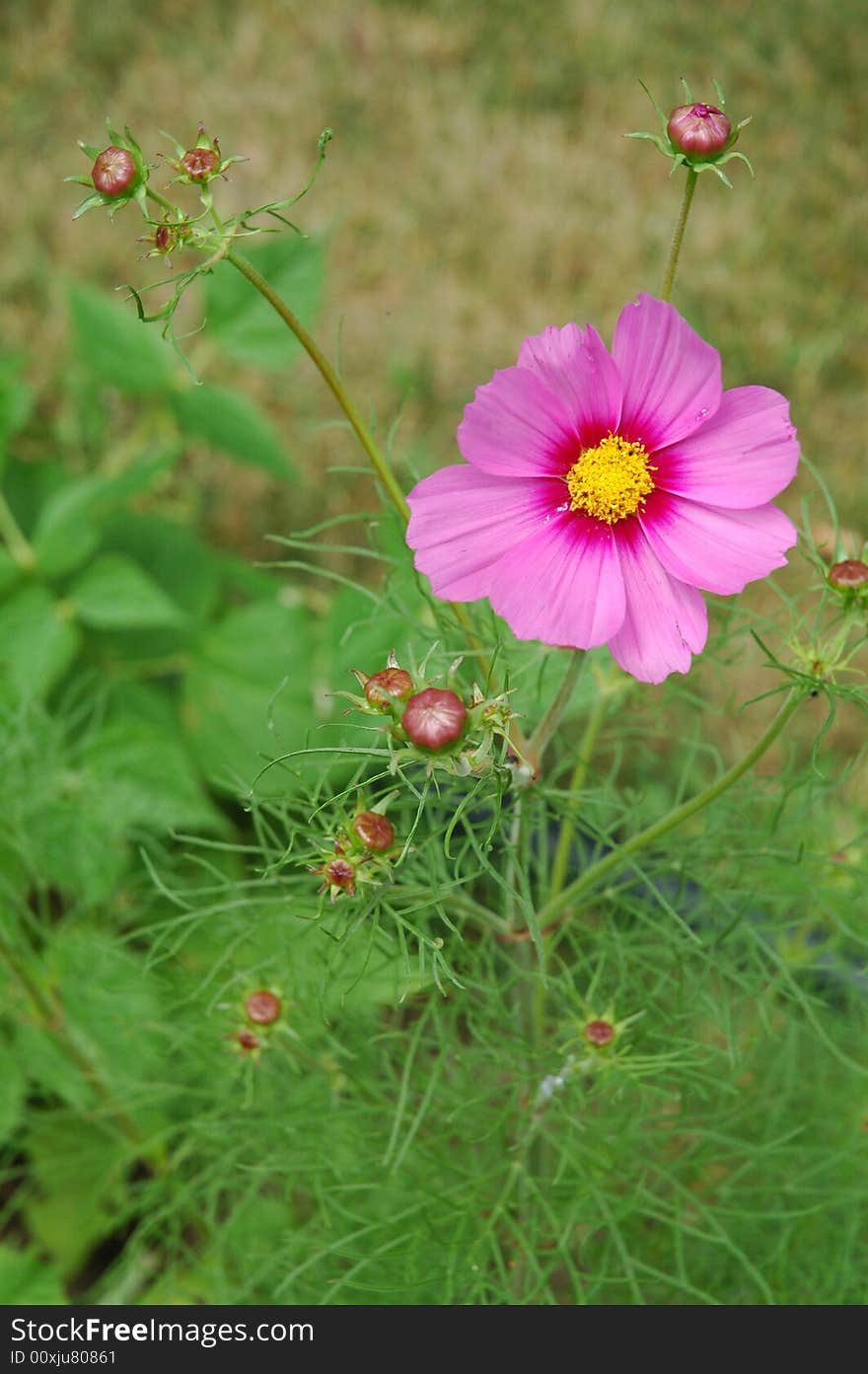 Cosmo Flower