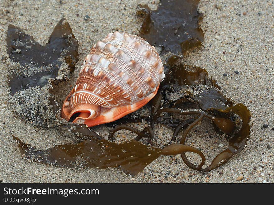 Seashell on Beach