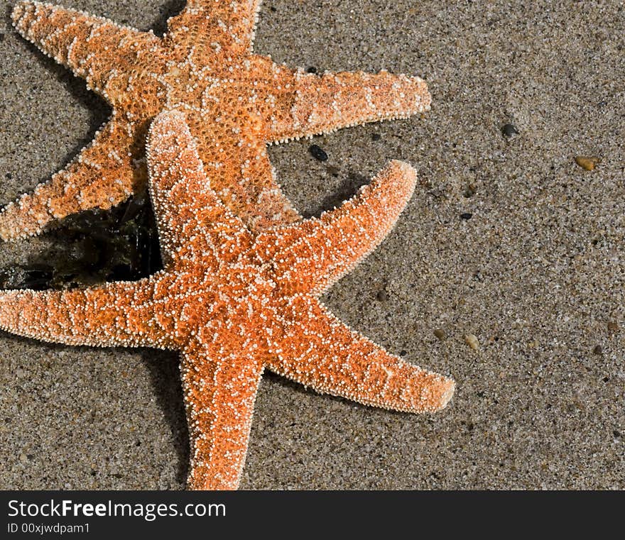 Two Red Starfish on Sand