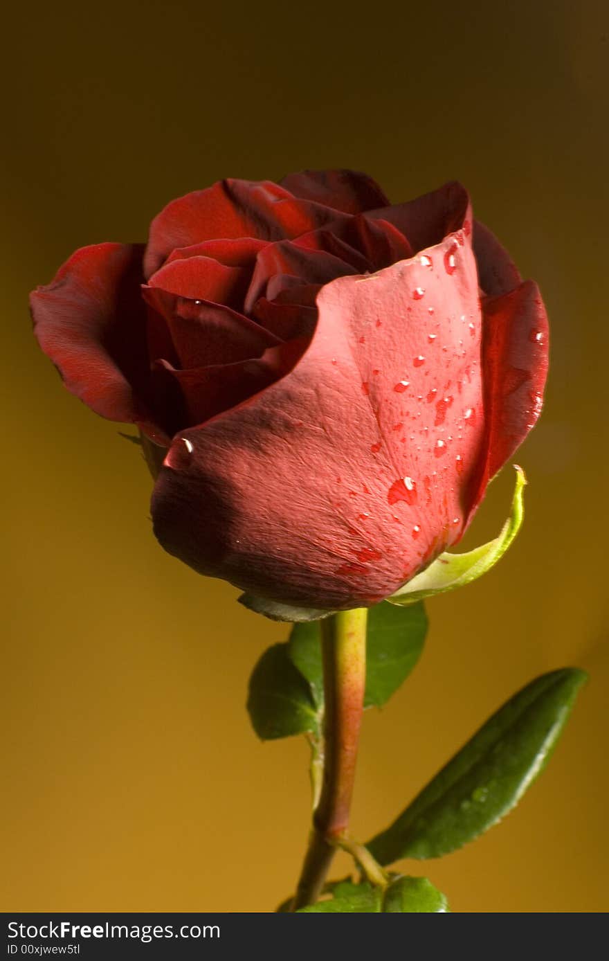 A red rose underneath ighting