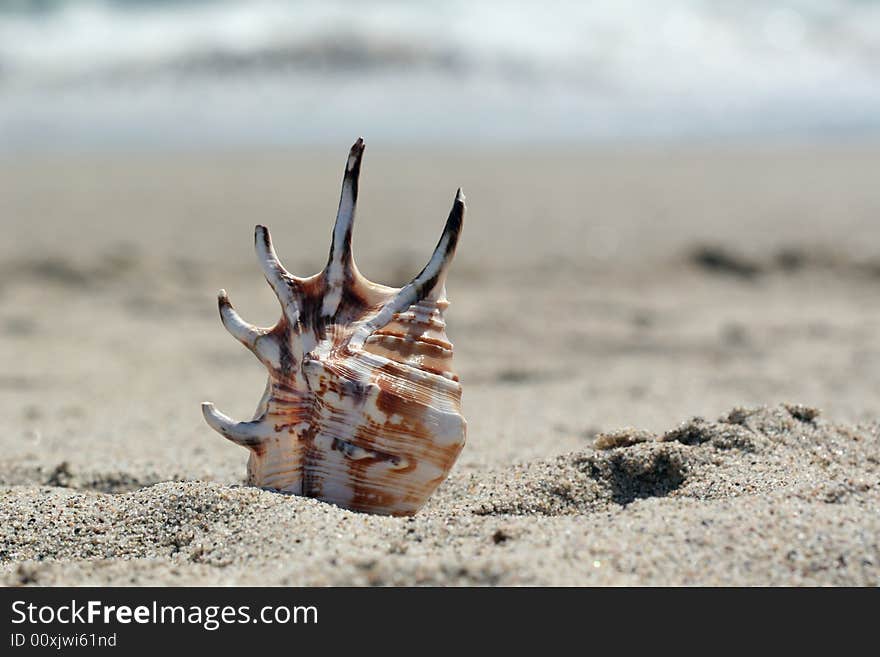 Shell on beach