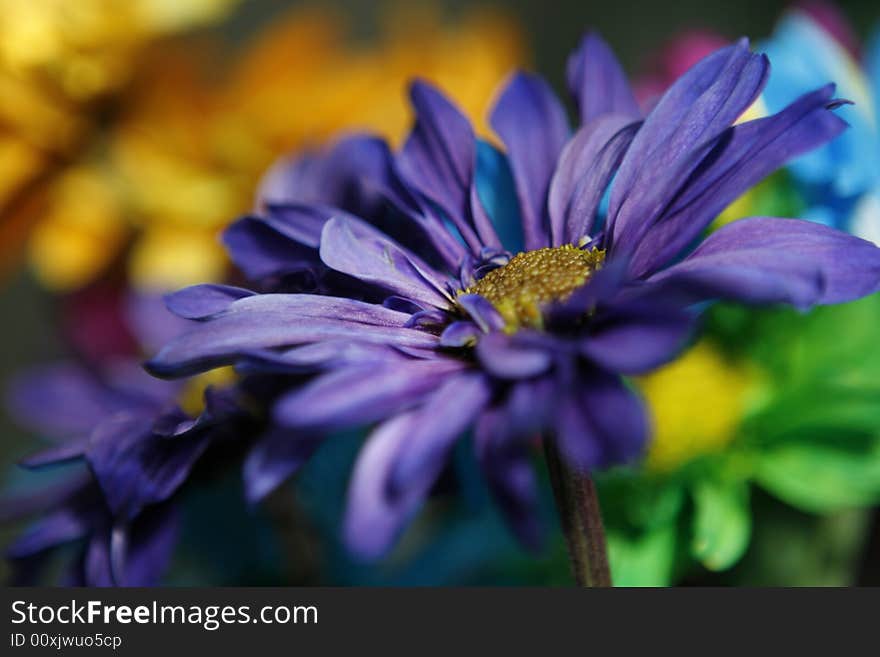 Close-up of a purple daisy.  Part of a colorful bouquet.  Shallow depth of field.  Vivid color saturation. Close-up of a purple daisy.  Part of a colorful bouquet.  Shallow depth of field.  Vivid color saturation.