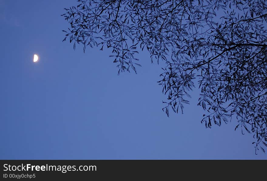 Moon And Tree