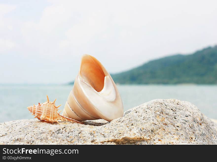 Thorn conch shell and spiral seashell on a rock. Thorn conch shell and spiral seashell on a rock.