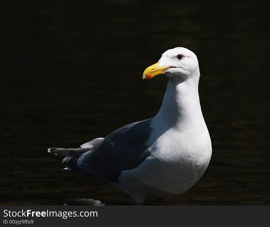 Portrait Of A Gull