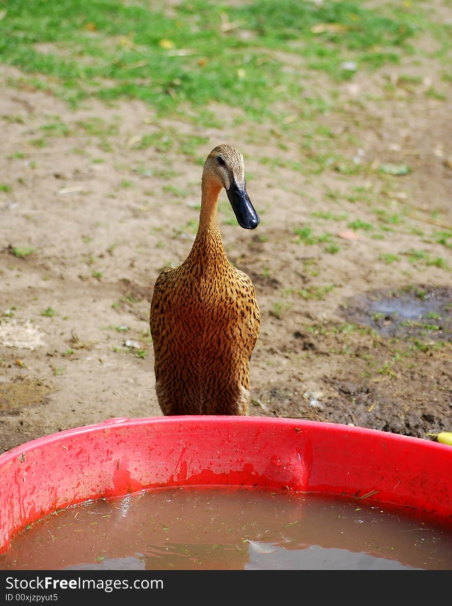 Duck About To Take A Drink