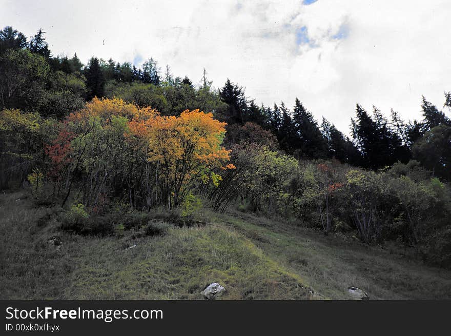 Hills.trees.
jiuzhai.
sichuan.china.