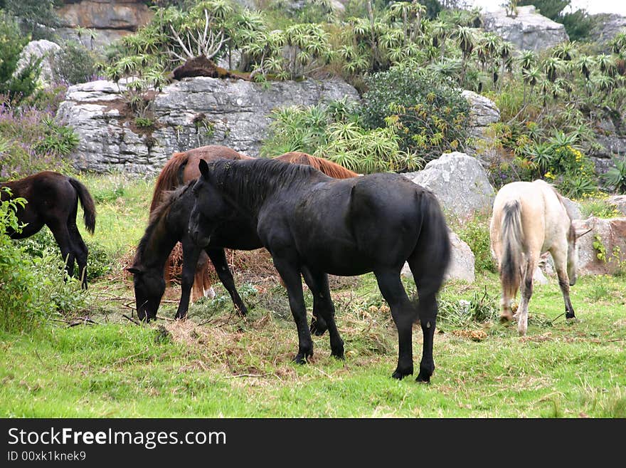 Group of wild horses feeding on fresh grass