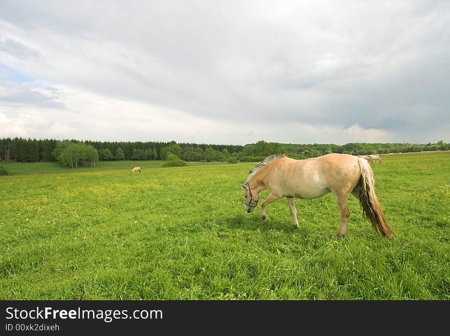 Summer field - horses on field