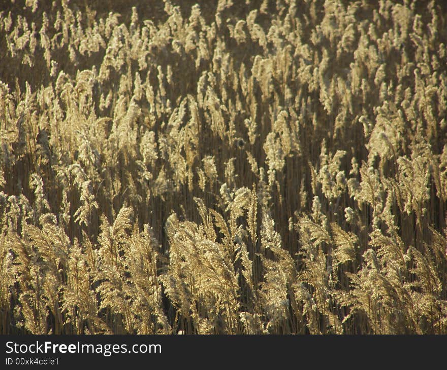 Reed field, shallow depth of field

*RAW format available