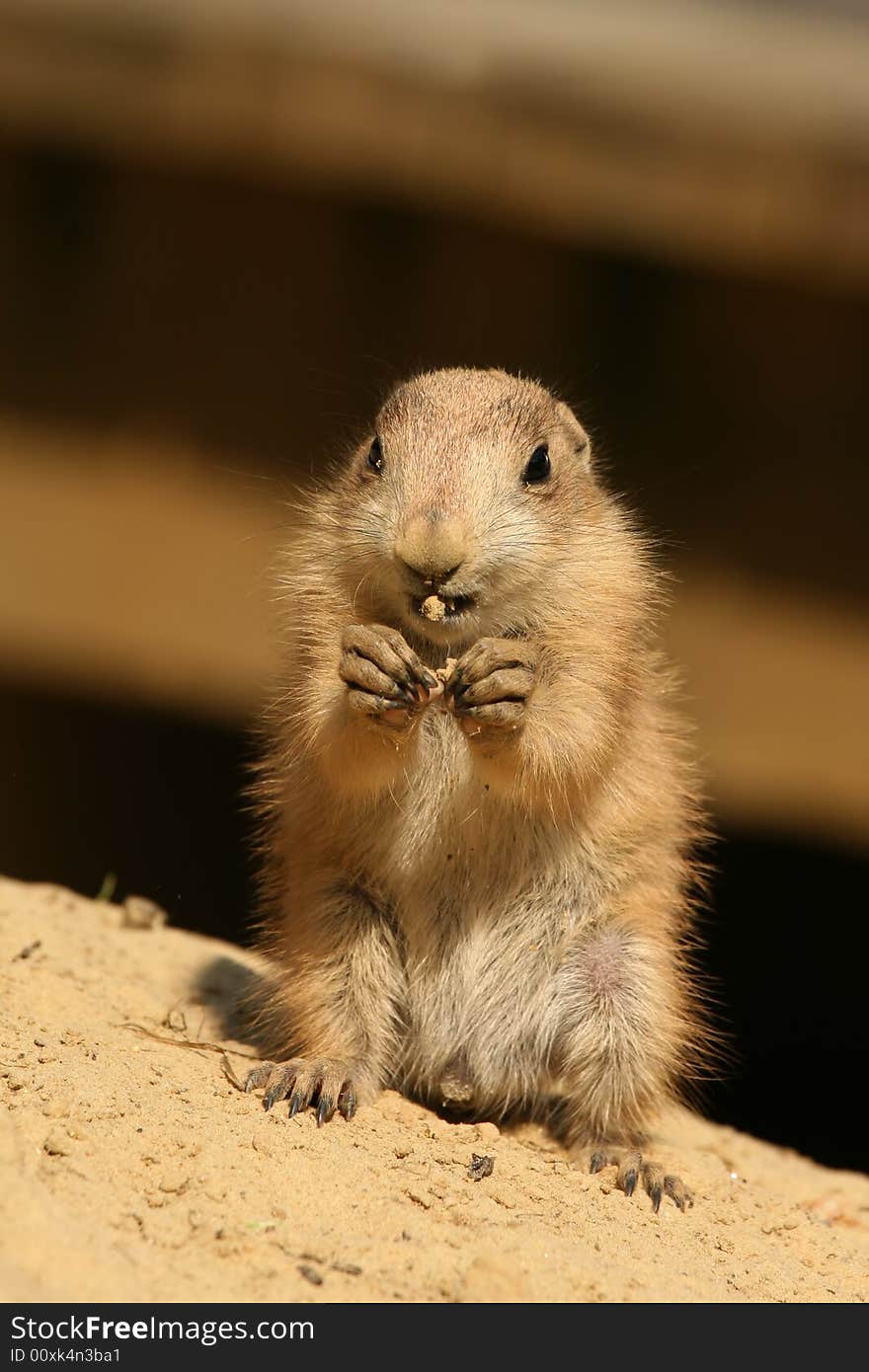 Cute little baby prairie dog eating. Cute little baby prairie dog eating