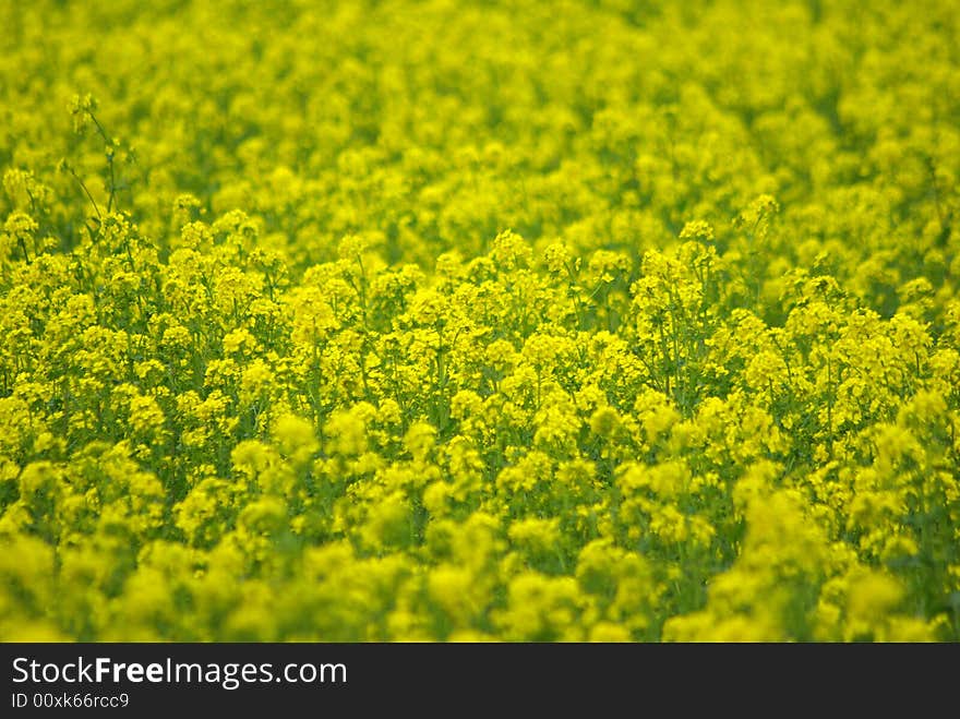 Yellow rape seed field growing. Yellow rape seed field growing