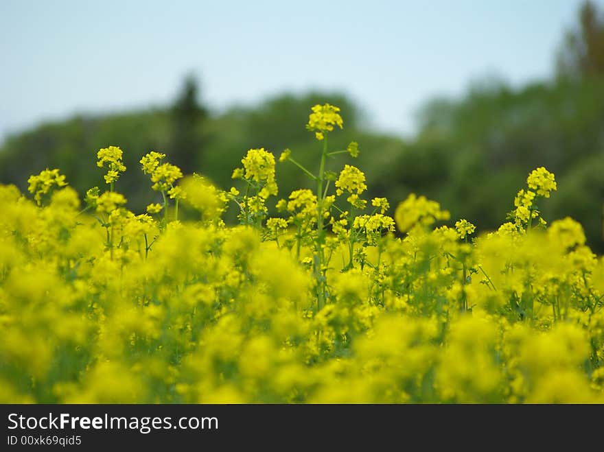 Yellow rape seed field growing