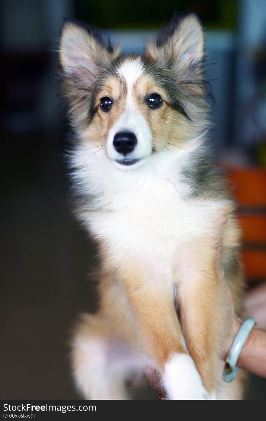 Shetland Sheepdog