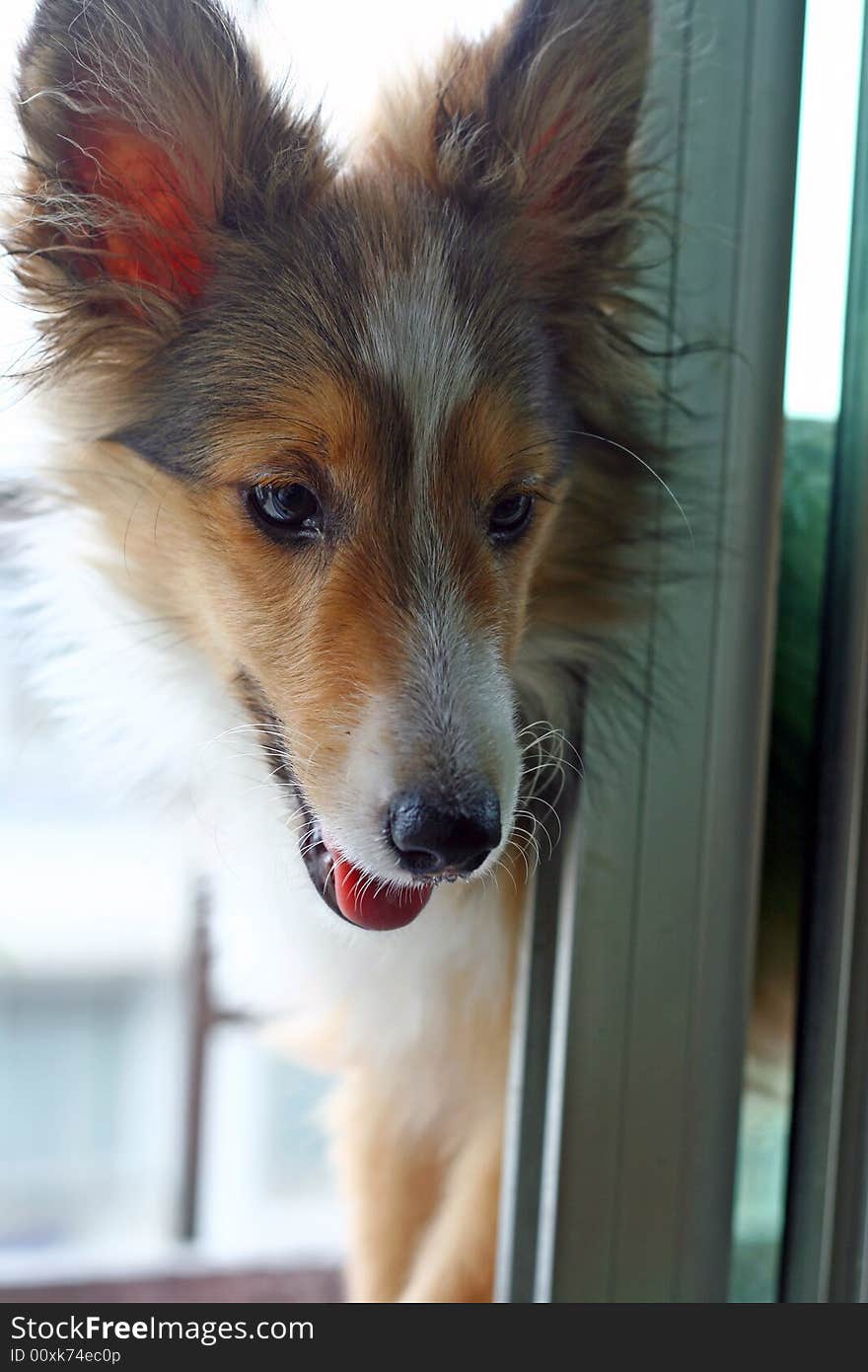 The cute Shetland Sheepdog baby. only 4 month.