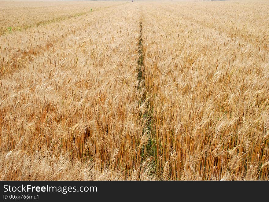 Wheat field