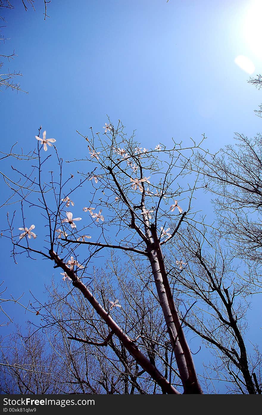 White Yulan Flowers In Spring