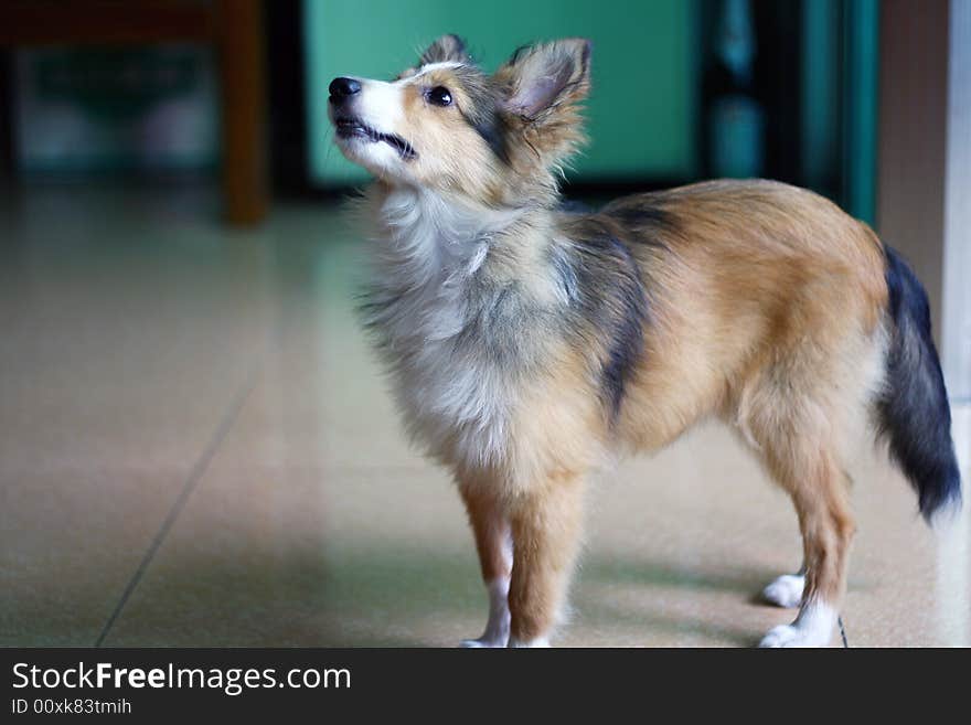 Shetland Sheepdog