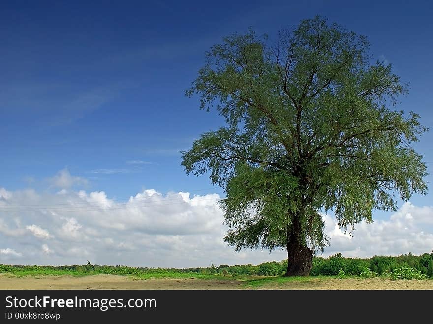 Lonely tree against beautiful blue sky with clouds